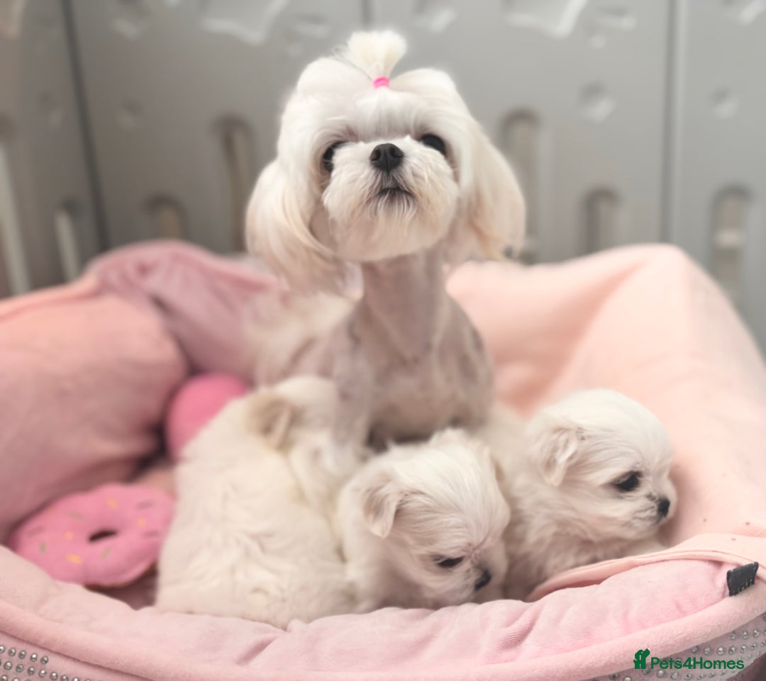 Maltese dogs for sale: 🌟Just One Left 🌟Bambelina Maltese🌟 - Image 22