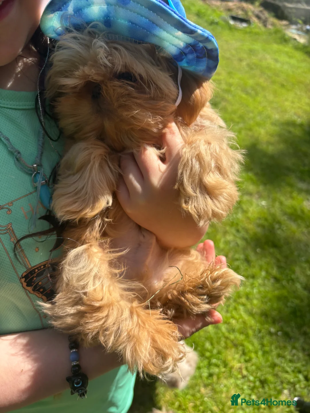 Shih Tzu dogs for sale:  Beautiful ShihTzu, open to sensible offers.  - Advert 2