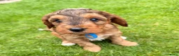 Cockapoo dogs for sale: Beautiful cockerpoo puppies  - Advert 28