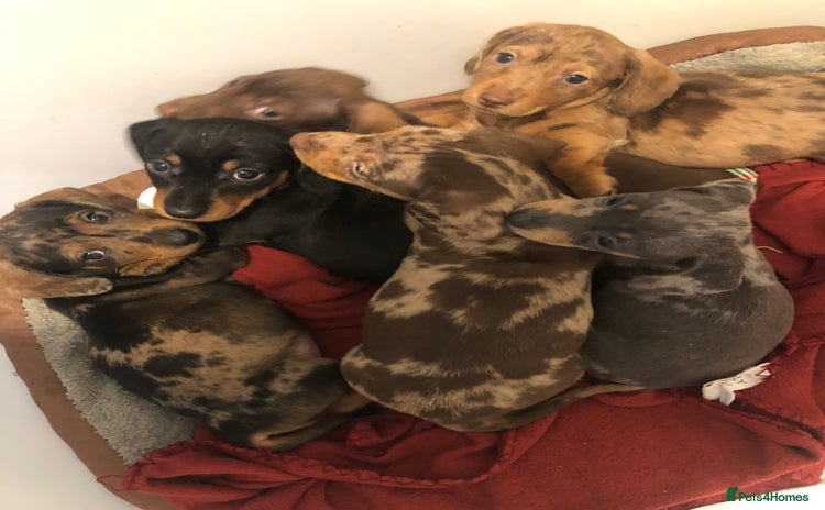 Dachshund dogs Miniature smooth haired Daschunds  - Advert 6