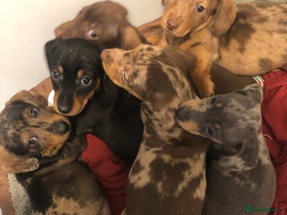 Dachshund dogs Miniature smooth haired Daschunds - Advert 12