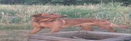 Labrador Retriever dogs for stud: Red Labrador KC registered - Advert 1