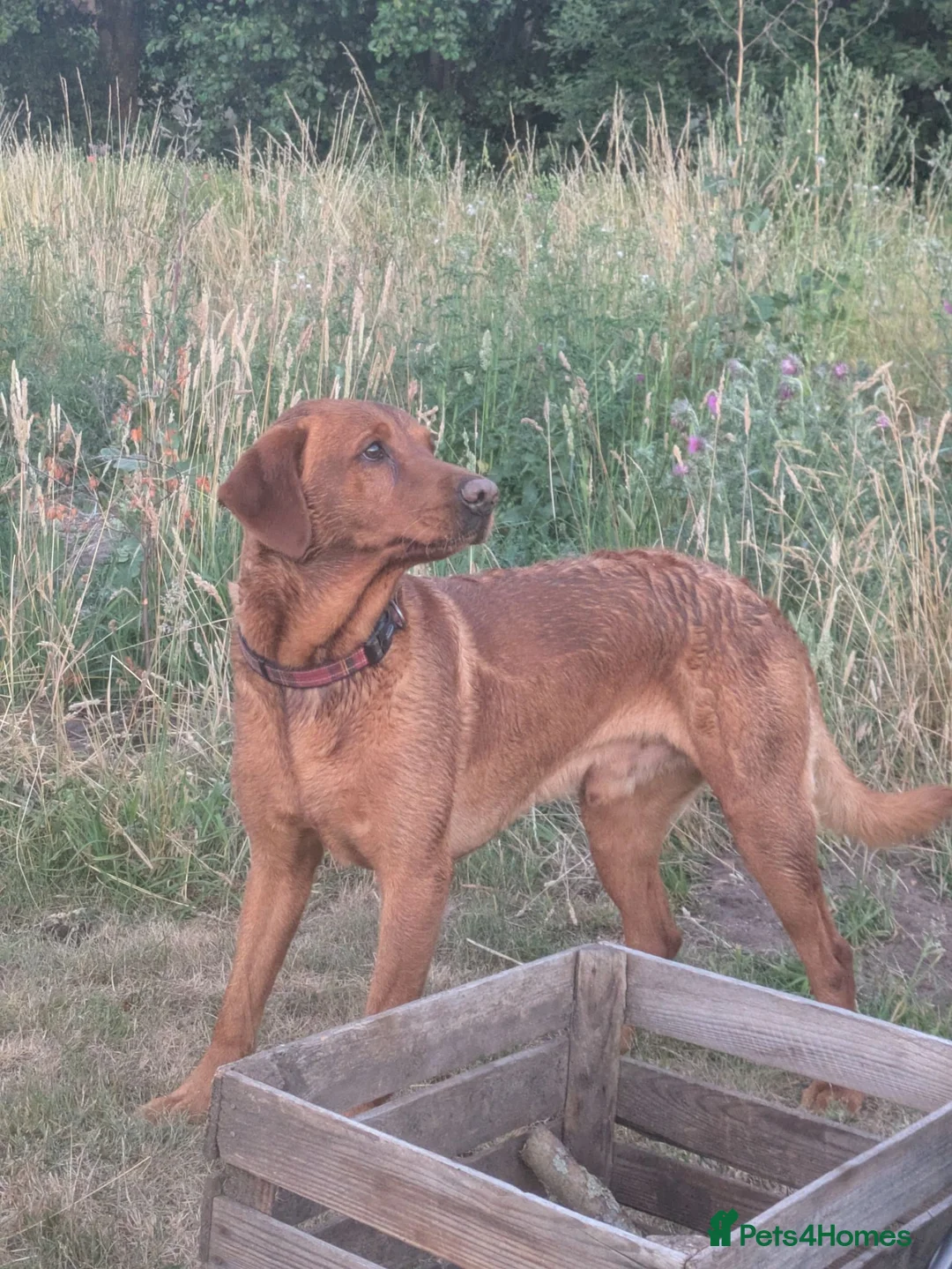Labrador Retriever dogs for stud: Red Labrador KC registered - Advert 1