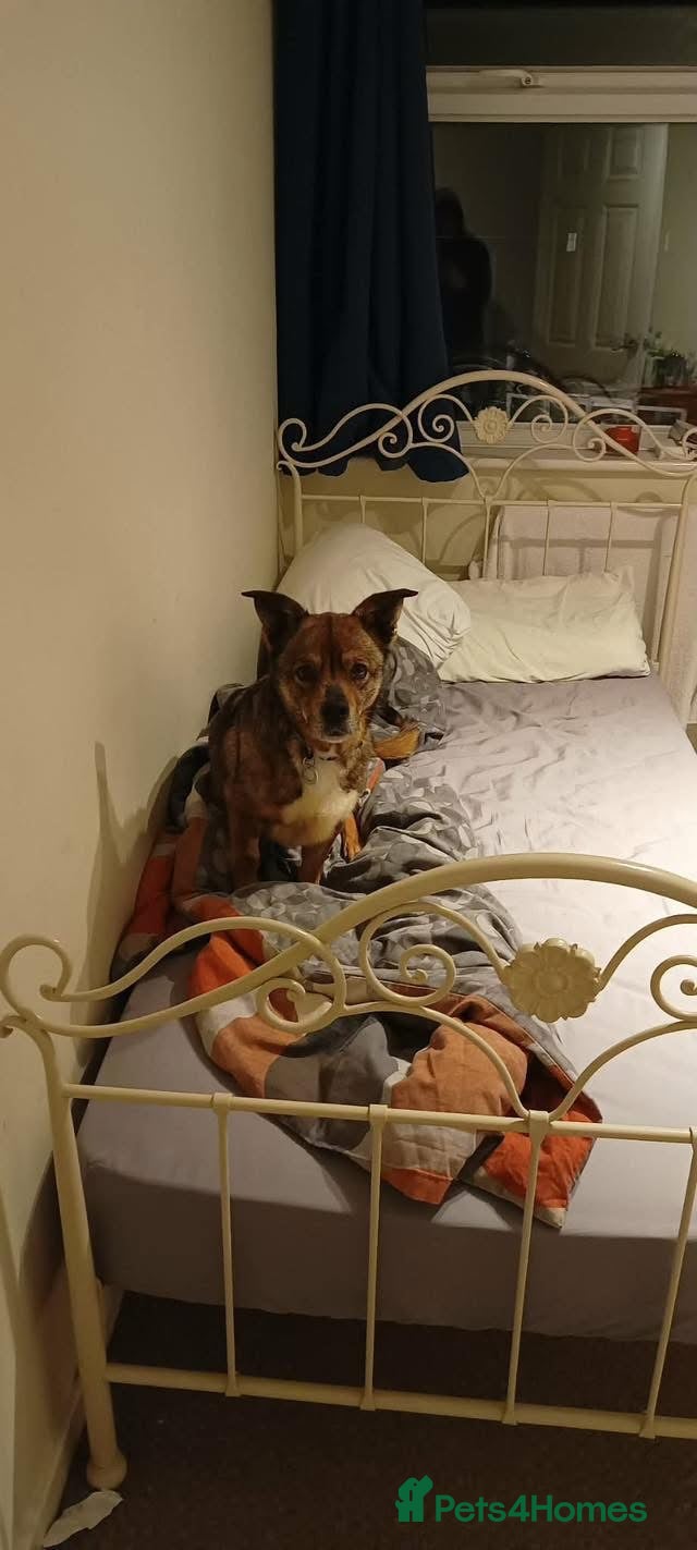 Mixed Breed dogs Erica - Norwich Norfolk  - Advert 1