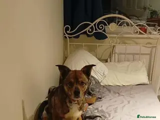 Mixed Breed dogs Erica - Norwich Norfolk - Advert 1