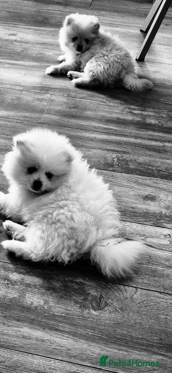Pomeranian dogs Perfect Pomeranians  - Advert 2