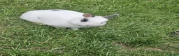Netherland Dwarf rabbits for sale: 2 Female Netherland Dwarf Rabbits in Northampton - Advert 4