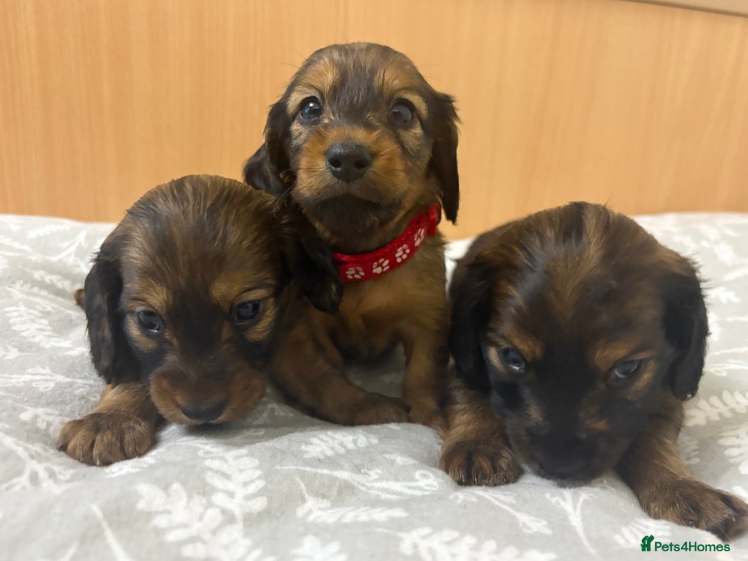 Miniature Dachshund dogs for sale: Amazing Champ Bloodlines Mini Dachshunds ✨ - Image 27