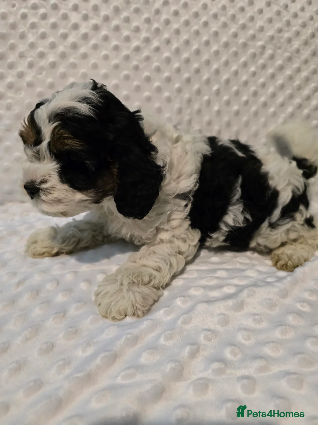 Cockapoo dogs for sale: Cockapoo puppies ready now - Advert 3