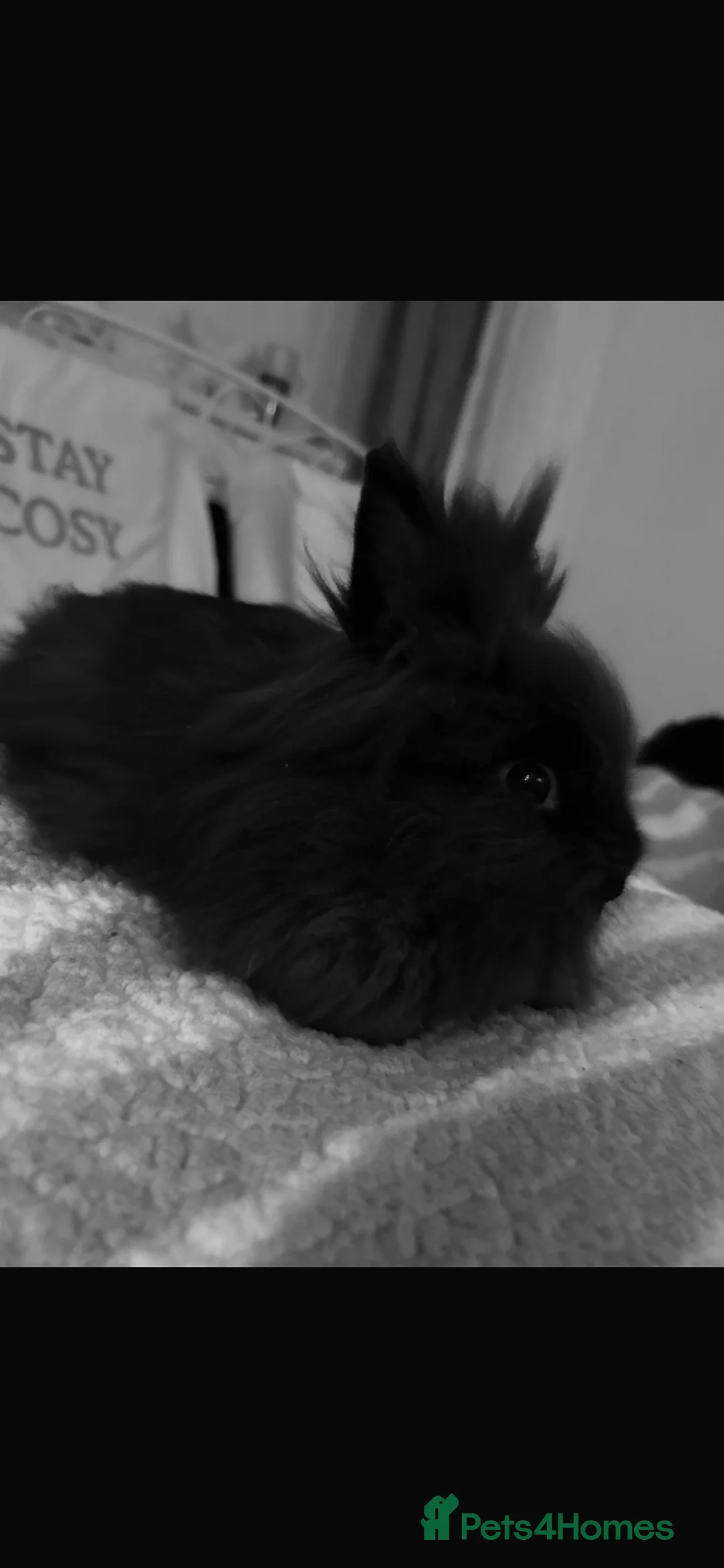 Lionhead rabbits for sale: Beautiful boy dusty  - Advert 5