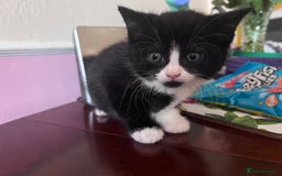 Mixed Breed cats for sale: Got 4 kittens looking for them home  - Image 2