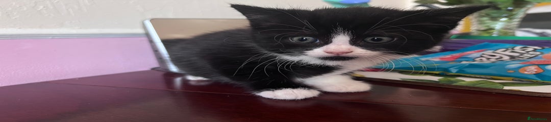 Mixed Breed Kitten 3