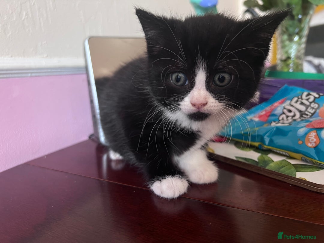 Mixed Breed cats for sale: Got 4 kittens looking for them home  - Image 2