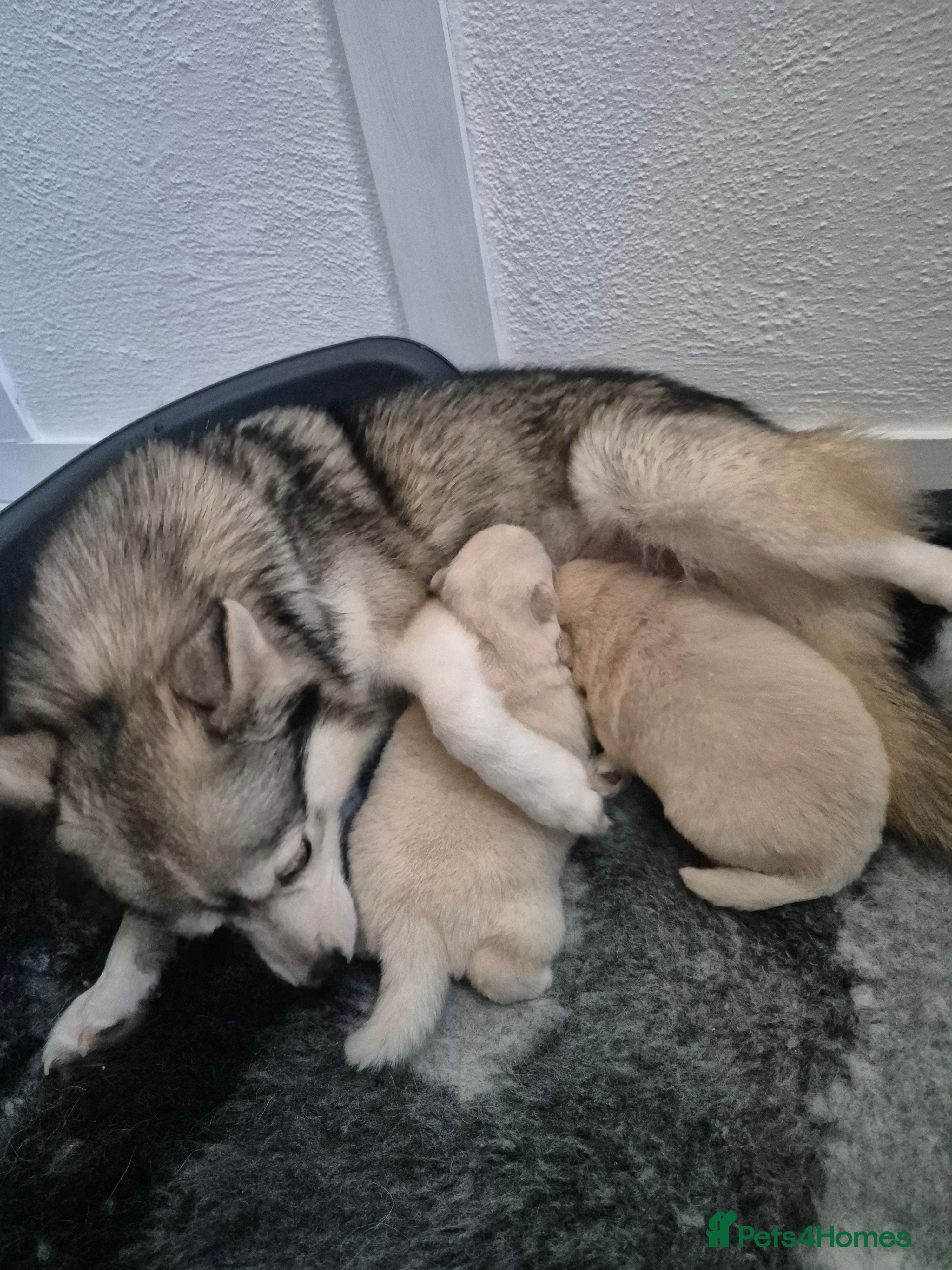 Pomsky dogs Toy size pomsky puppies  - Advert 2