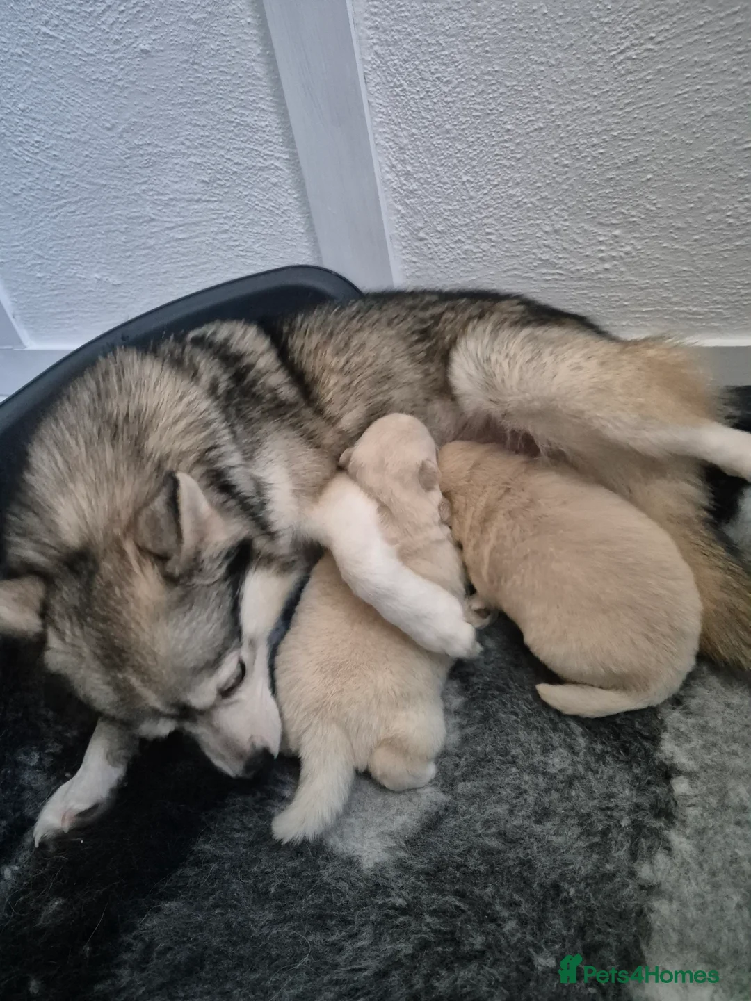 Pomsky dogs for sale: Toy size pomsky puppies  - Advert 1