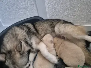 Pomsky dogs Toy size pomsky puppies - Advert 2