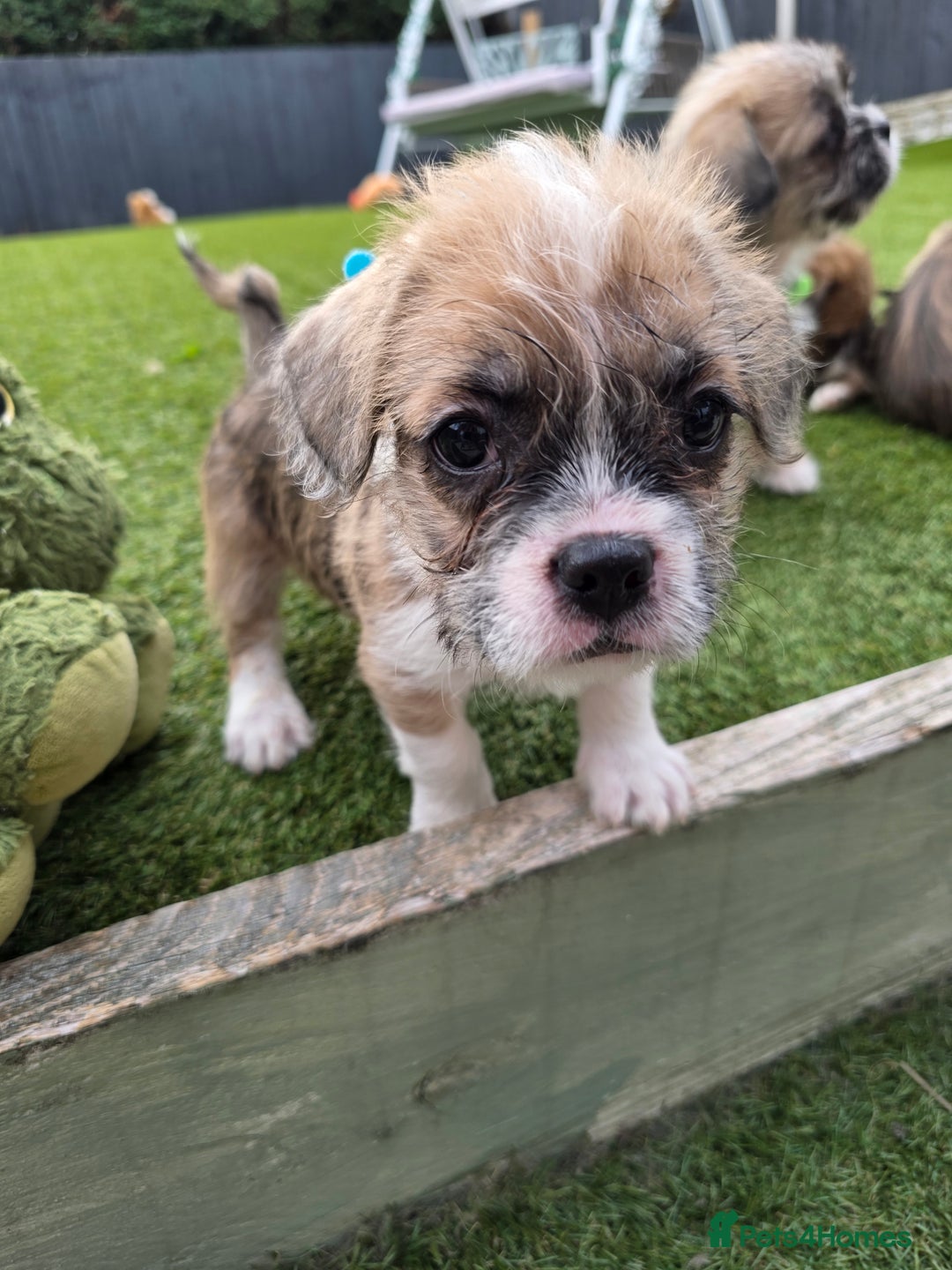 Mixed Breed dogs for sale: Reduced French bulldog x pomeranian pups 8 wks  - Image 15