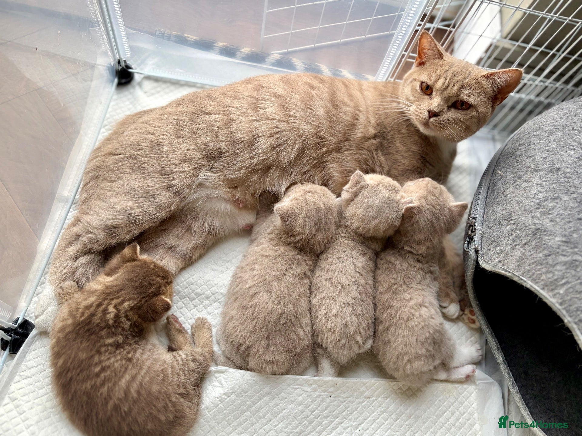 British Shorthair cats Stunning British shorthair kitten  - Advert 2