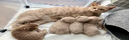 British Shorthair cats for sale: Stunning British shorthair kitten  - Advert 1