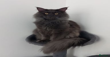 Maine Coon cats - Advert 5