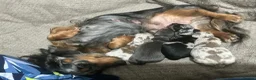 Miniature Dachshund dogs for sale: LONG HAIRED MINIATURE RUSSIAN DACHSHUNDS  - Advert 7