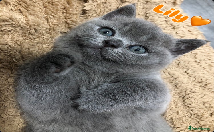 British Shorthair cats - Advert 9