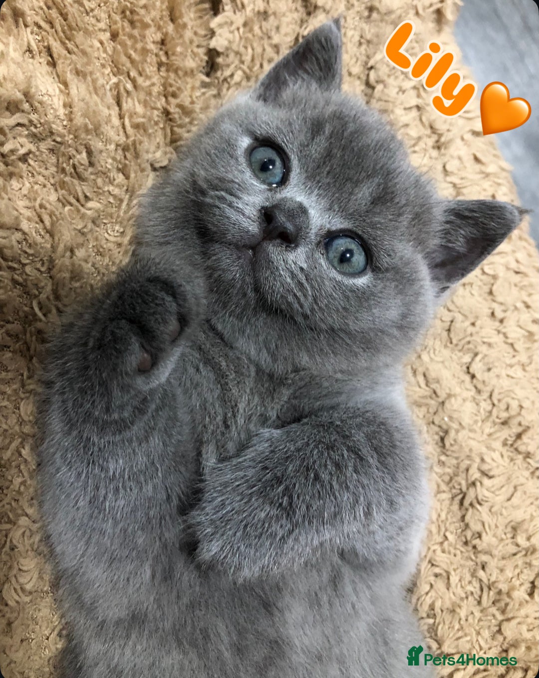British Shorthair cats for sale: LAST GIRL GCCF British shorthair kittens for Sale - Image 2