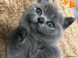British Shorthair cats - Advert 32