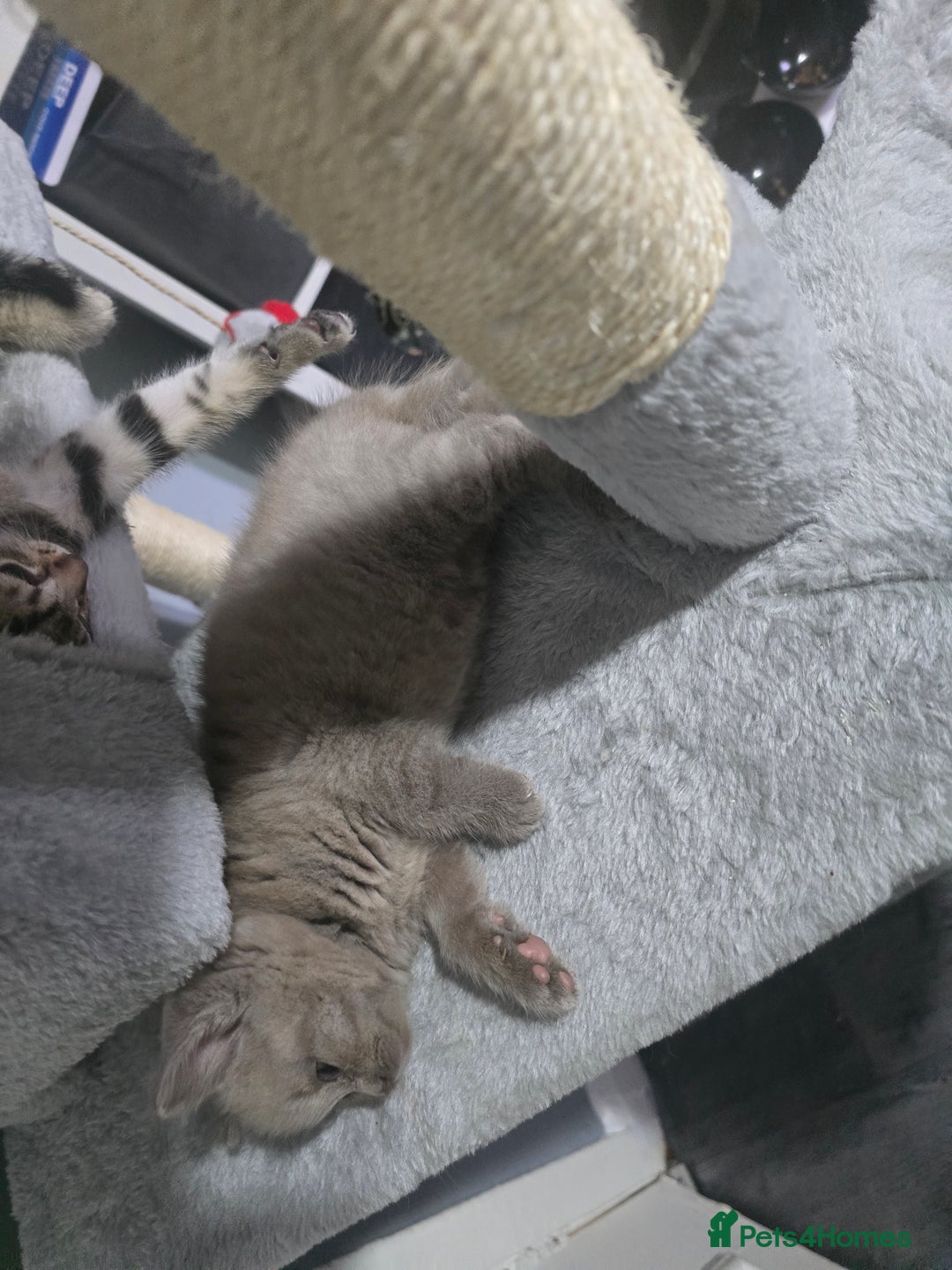 British Shorthair cats for sale: Bsh kitten  - Image 2