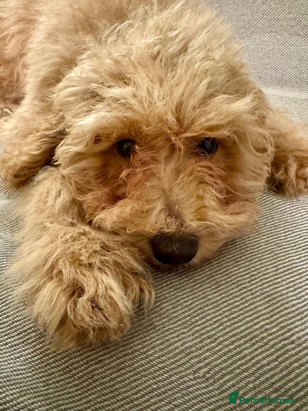 Maltipoo dogs for sale: Stunning 3-Month-Old Maltipoo Puppy - Advert 6