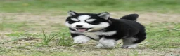 Pomsky dogs for sale: Genuine Pomsky puppies from health tested parents - Advert 14