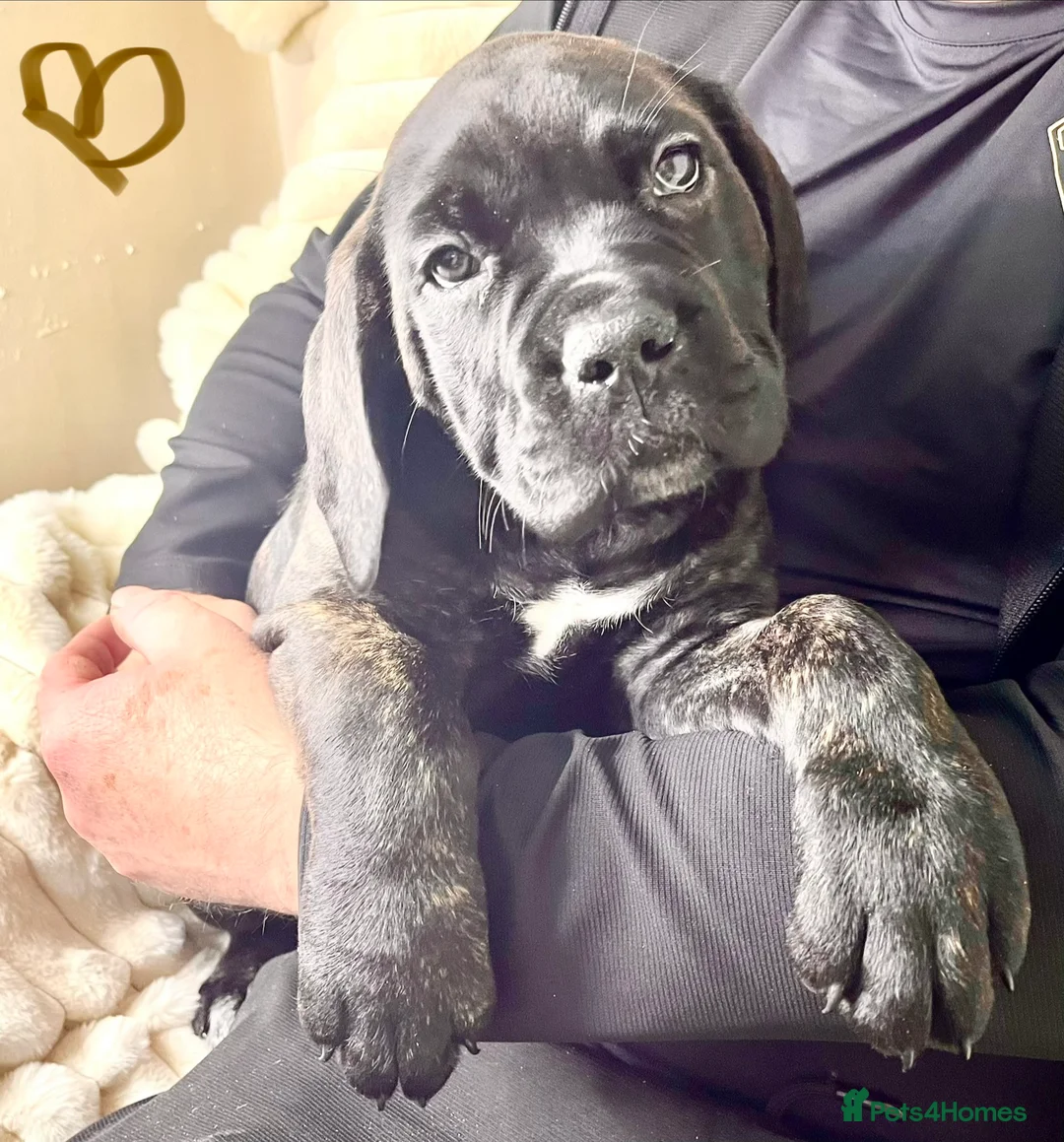 Cane Corso dogs for sale: Cane Corso Puppies Full pedigree  - Advert 3