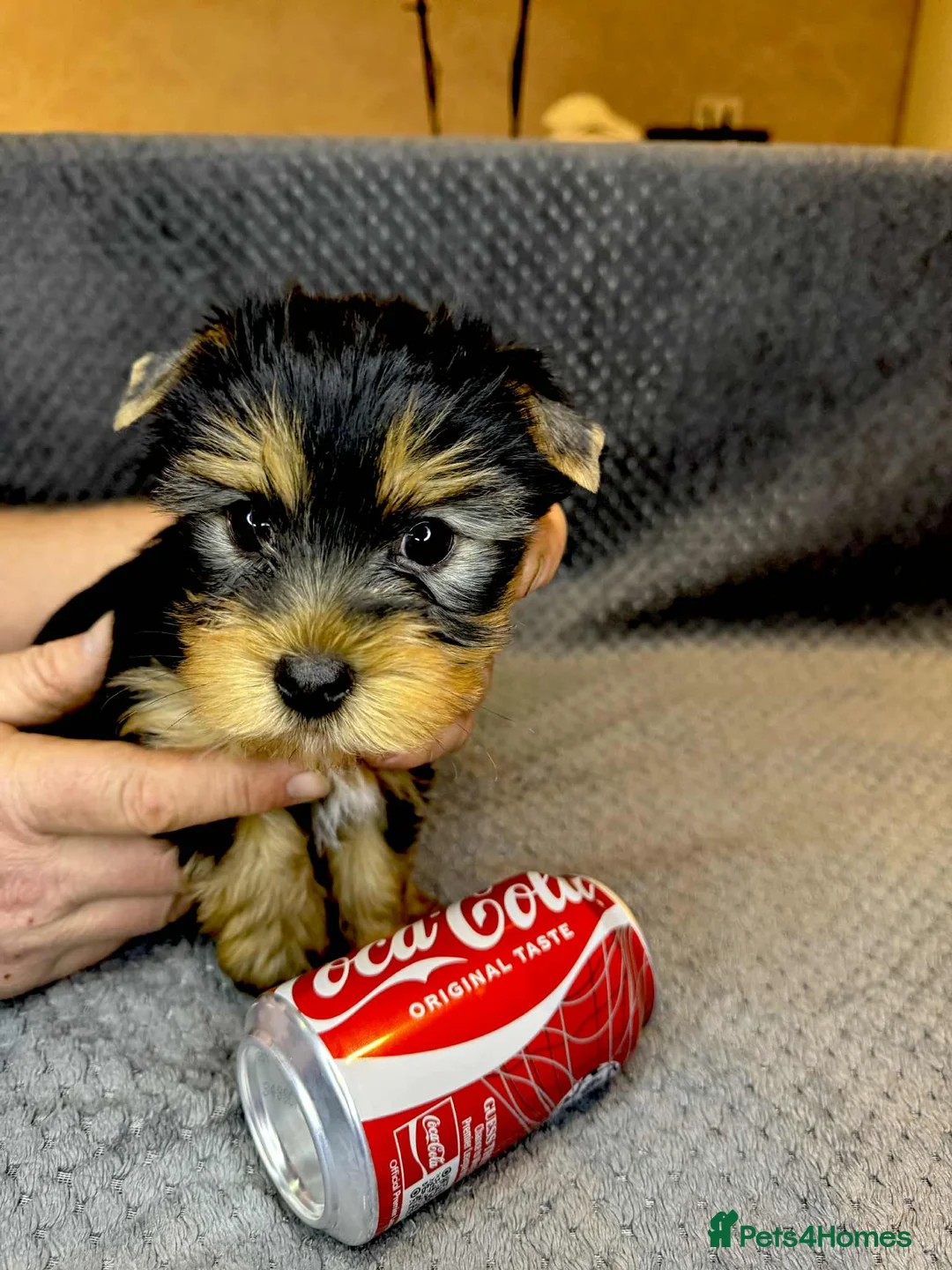 Yorkshire Terrier dogs for sale: For sale miniature Yorkshire terrier  - Advert 12