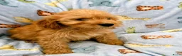 Cockapoo dogs for sale: Cockapoo puppies  in Royston - Advert 3