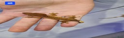 Gecko reptiles for sale: Baby crested geckos - Advert 3