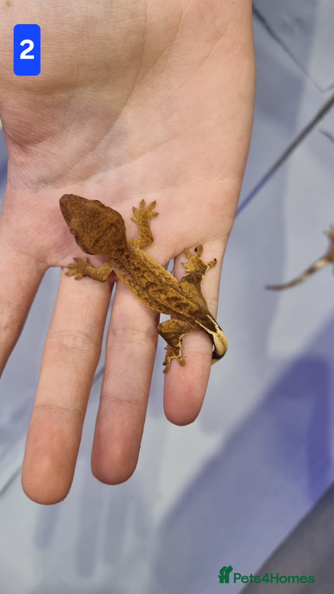 Gecko reptiles for sale: Baby crested geckos - Advert 3