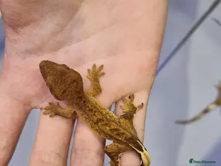 Gecko reptiles Baby crested geckos - Advert 9