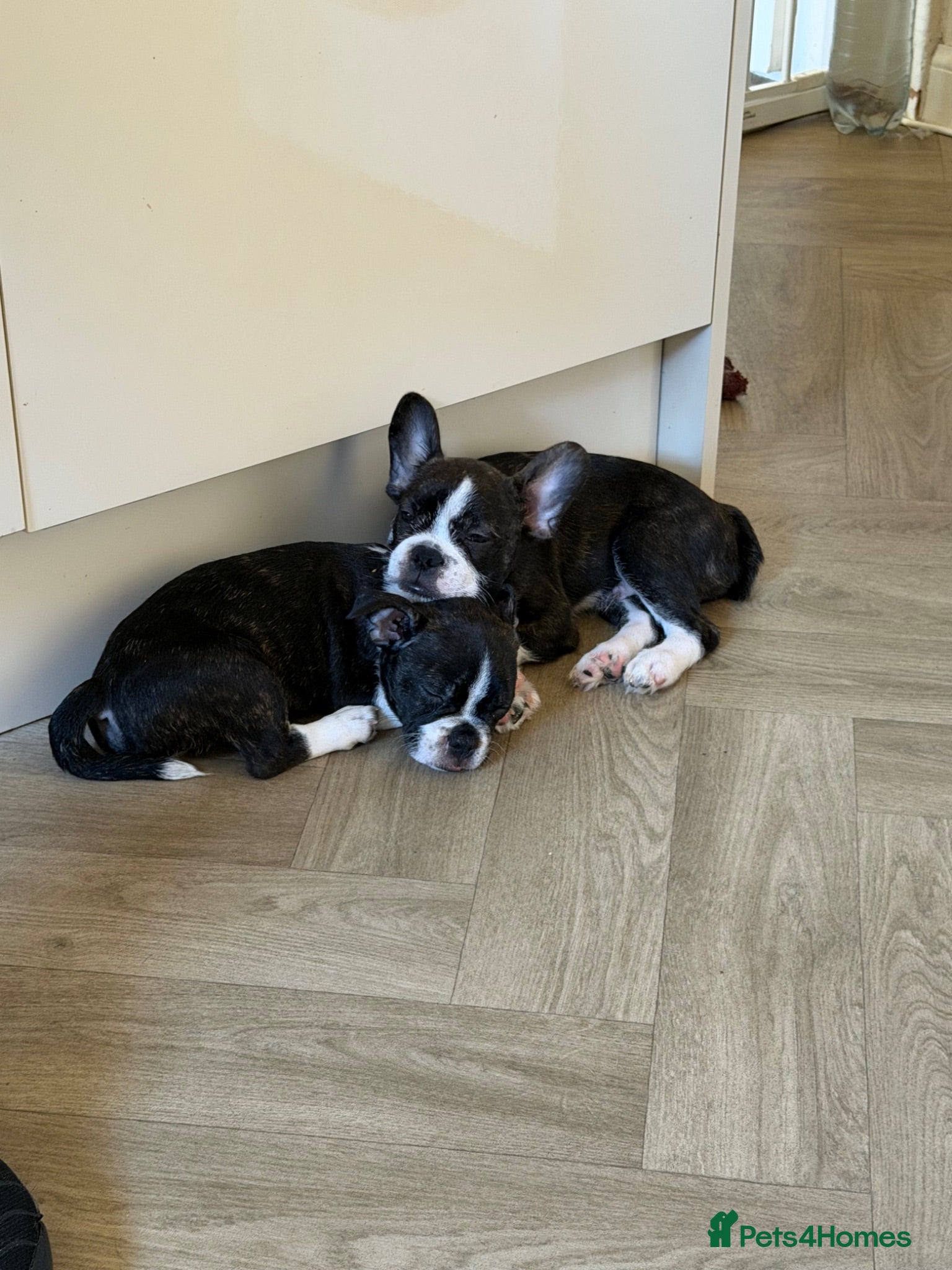 Mixed Breed dogs Boston terrier cross puppies - Advert 15