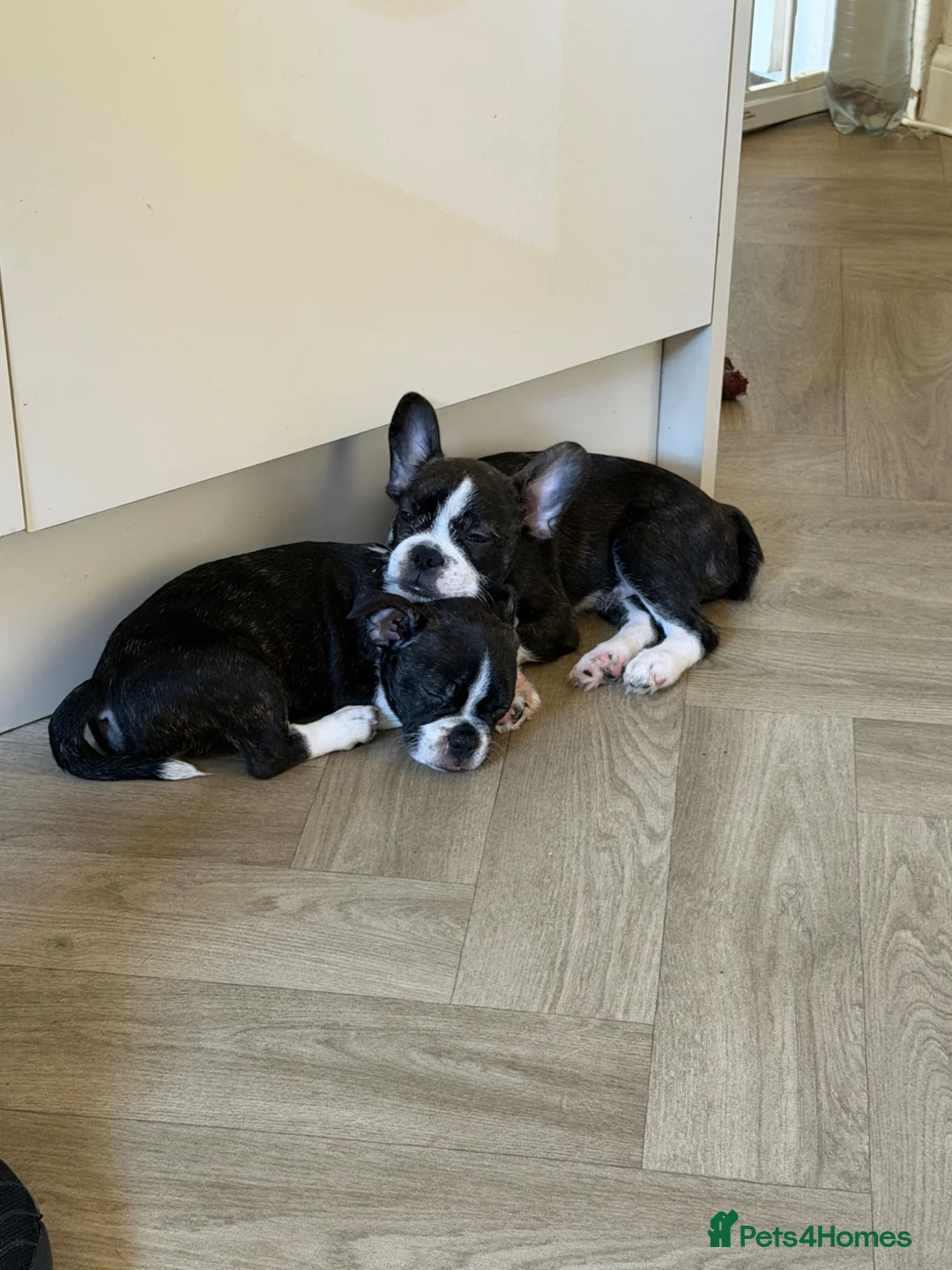 Mixed Breed dogs for sale: Boston terrier cross puppies - Advert 1