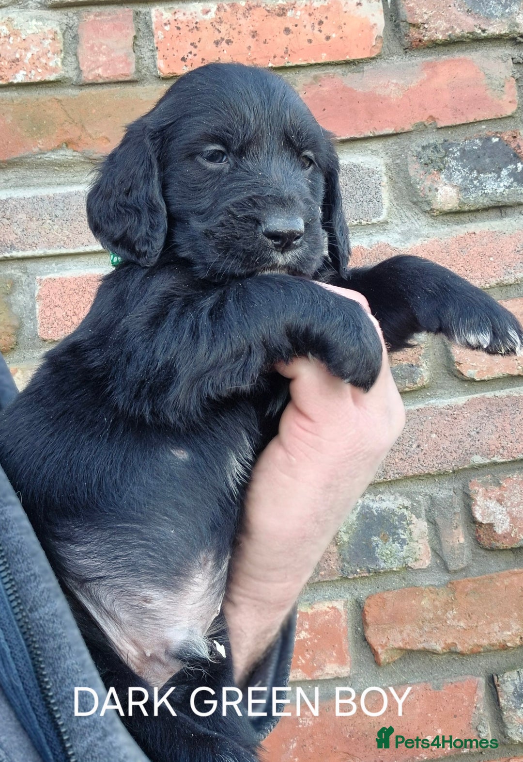 Mixed Breed dogs for sale: Retriever x Basset Hound hybrid Puppies Puppies  - Advert 6