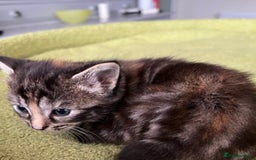 Mixed Breed cats for sale: 4  GORGEOUS TABBY/TORTOISHELL GIRLS.   - Image 23