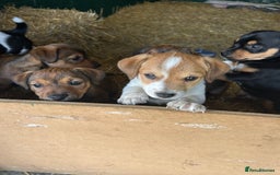 Jack Russell dogs for sale: Jack Russell pups for sale - Image 15