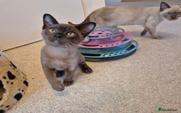 Burmese cats for sale: Gorgeous Pedigree Female Burmese Kittens - Image 12