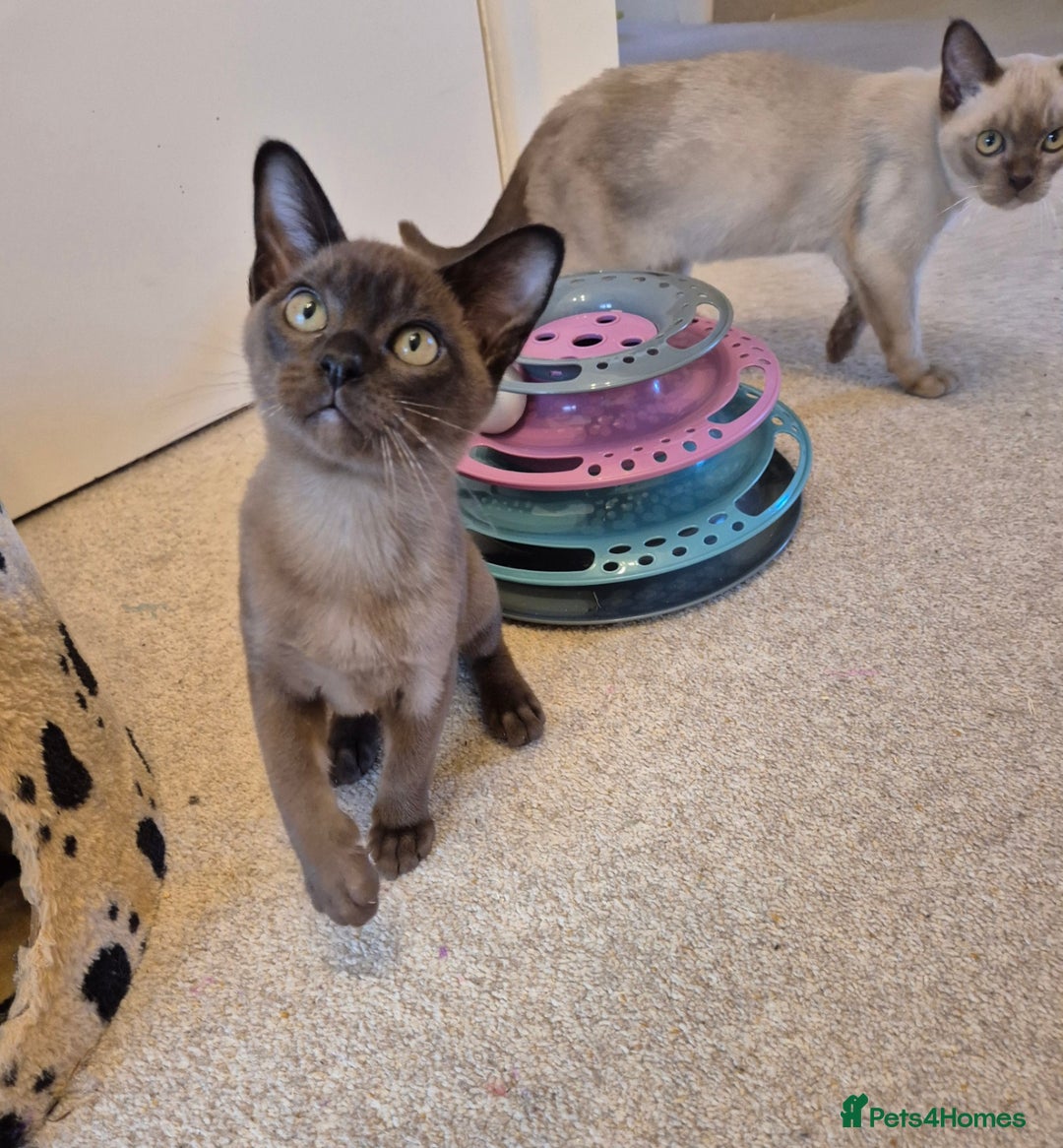Burmese cats for sale: Gorgeous Pedigree Female Burmese Kittens - Image 12