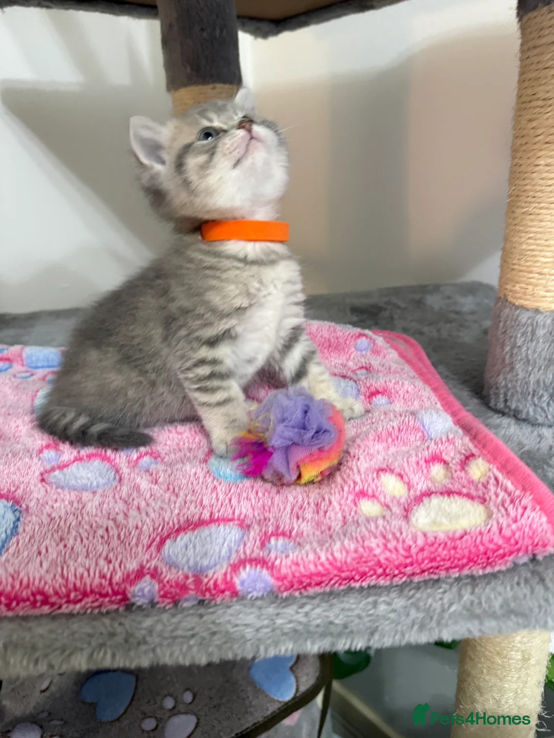 British Shorthair cats for sale: 4 British Shorthair kittens - Advert 6