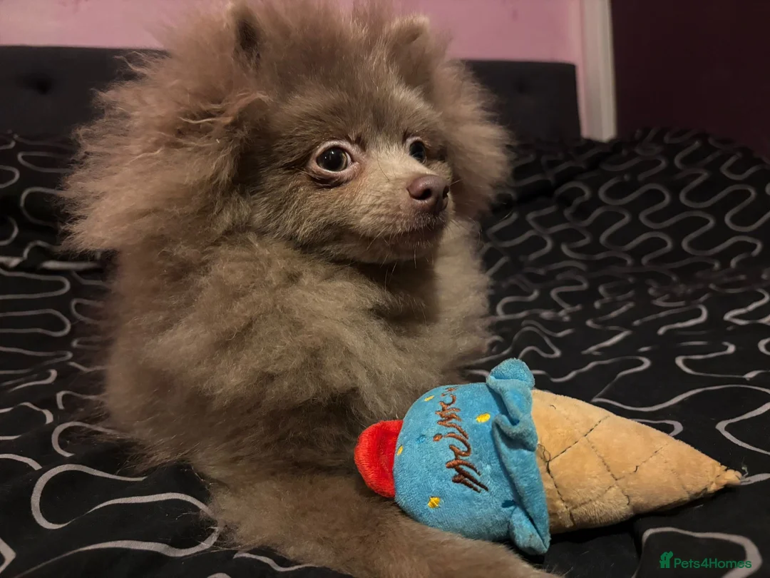 Pomeranian dogs for sale: Antonio / Tonio - Advert 18