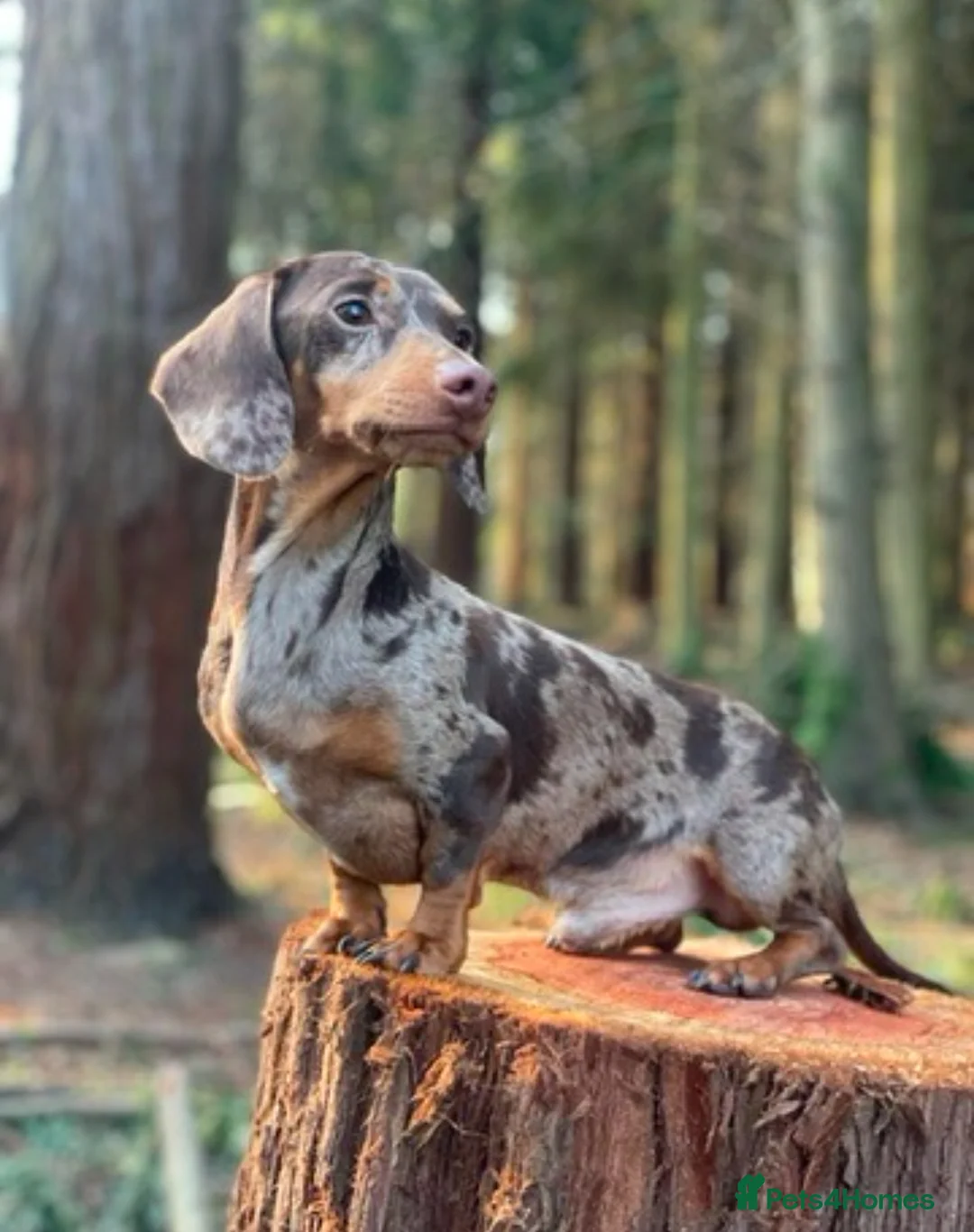 Miniature Dachshund dogs for stud: **👑*Prince Eric 👑*15 champions ** in Romford - Advert 4