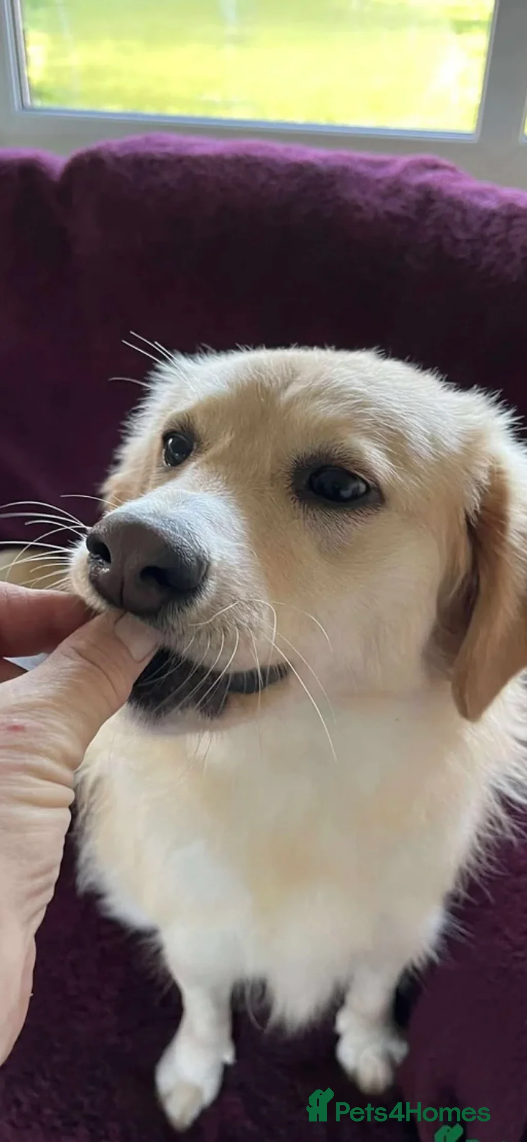 Mixed Breed dogs for adoption: PERDITA - PATIENTLY WAITING FOR YOU? in Worcester - Advert 2