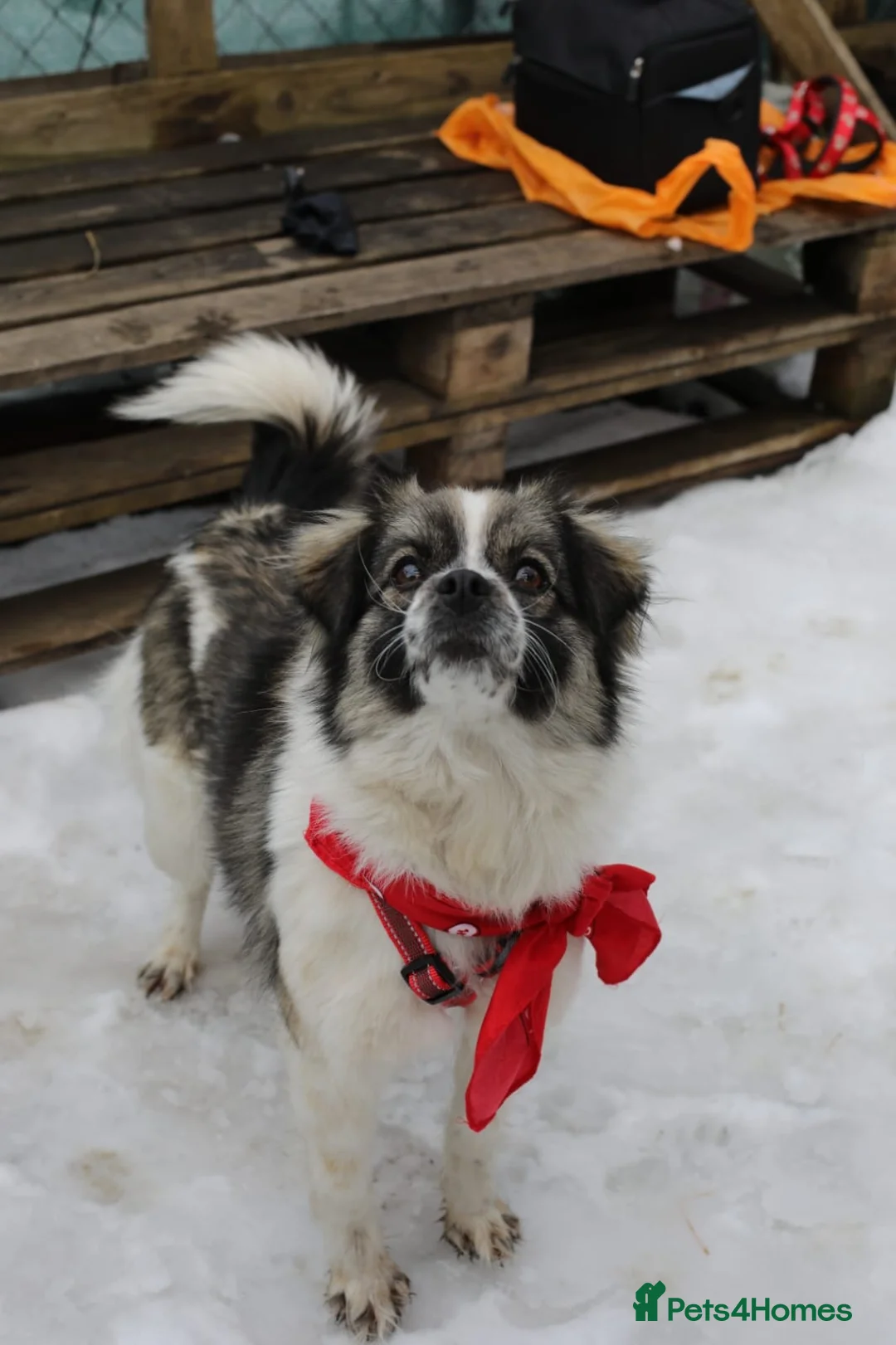 Mixed Breed dogs for adoption: ❤️🐶 RACHEL – A LITTLE ANGEL in Lichfield - Advert 1