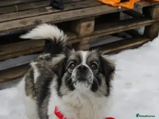 Mixed Breed dogs ❤️🐶 RACHEL – A LITTLE ANGEL - Advert 1